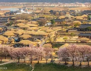 Lịch hoa anh đào nở ở Hàn Quốc 2023