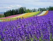 Lạc bước vào cánh đồng hoa oải hương khổng lồ ở Hokkaido với tour 7N6Đ