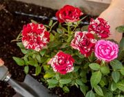 4 loại hoa vô cùng thích hợp để trồng trong nhà dịp Tết Nguyên đán