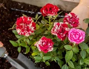 4 loại hoa vô cùng thích hợp để trồng trong nhà dịp Tết Nguyên đán
