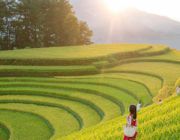 Mùa này lên Mù Căng Chải, ngắm ruộng bậc thang vàng ươm đẹp mê lòng người