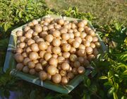Quả và lá mắc mật – tinh hoa ẩm thực Lạng Sơn