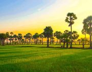 Xứ sở thốt nốt ở vùng đất thiêng Bảy Núi, An Giang