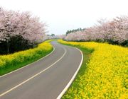 Tour du lịch đảo Jeju từ TPHCM: Hành trình 4 ngày 3 đêm đầy đủ nhất