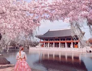 Cách tham quan 5 cung điện nổi tiếng ở Seoul miễn phí