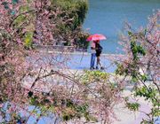 Mùa hè lên Đà Lạt, vẫn thấy hoa mai anh đào nở rực rỡ