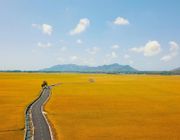 Con đường giữa cánh đồng vàng ruộm ở Vũng Tàu gây sốt
