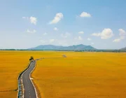 Con đường giữa cánh đồng vàng ruộm ở Vũng Tàu gây sốt