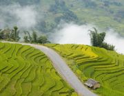 Góc cua "triệu view" phủ vàng mùa lúa chín ở Lào Cai như lạc vào tiên cảnh