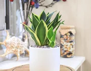 Cách dùng cây lưỡi hổ chuẩn phong thủy để tiền vào như nước