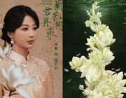 Dương Tử liên tiếp nhận dự án phim tầm cỡ thể loại đại nữ chủ, chuyển mình trong sự nghiệp