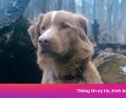 Cú sốc chó đóng phim