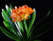 10 loại cây “hợp vía” người mệnh Thổ, may mắn gõ cửa cả năm