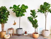 Mệnh Mộc đừng bỏ lỡ 10+ loài cây “hút lộc như nam châm” này