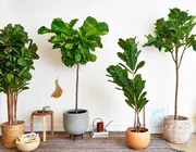Mệnh Mộc đừng bỏ lỡ 10+ loài cây “hút lộc như nam châm” này