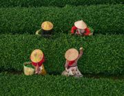 Mộc Châu–Vùng đất của những lá trà nhất phẩm