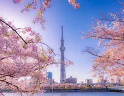 Tour Nhật Bản 5N4Đ: Tận hưởng vẻ đẹp thiên nhiên và văn hóa độc đáo của “xứ Phù Tang”