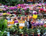 Chợ hoa Đấu Nam – Thiên đường hoa tươi bậc nhất châu Á