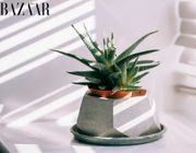 Trồng nha đam ở đâu để thu hút may mắn và thịnh vượng?