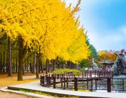 Top 4 tour mùa thu 2025 không thể bỏ lỡ – Trải nghiệm khó quên