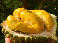 "Mục sở thị" sầu riêng Musang King ngon nhất thế giới, giá 1,5 triệu đồng / kg tại Việt Nam