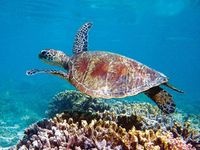 Chiêm ngưỡng Ningaloo - Rặng san hô đẹp nhất thế giới