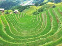 Những sóng lúa xanh cuốn hút du khách mỗi mùa thu về