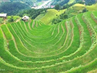 Những sóng lúa xanh cuốn hút du khách mỗi mùa thu về