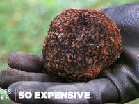 Tại sao nấm Truffles lại đắt như vậy ?