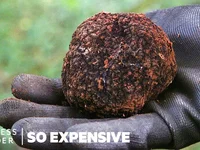 Tại sao nấm Truffles lại đắt như vậy ?