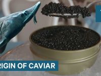 Tại sao trứng cá muối lại đắt như vậy ?