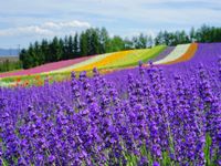 Lạc bước vào cánh đồng hoa oải hương khổng lồ ở Hokkaido với tour 7N6Đ