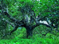 Tinh hoa trà Hoàng Su Phì: Hương rừng, vị núi, hồn đất