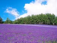 Top 4 tour Hokkaido – Nhật Bản nổi bật không thể bỏ lỡ mùa hè này