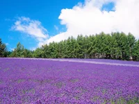 Top 4 tour Hokkaido – Nhật Bản nổi bật không thể bỏ lỡ mùa hè này