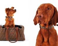 “Choáng” với BST dành cho thú cưng của Fendi
