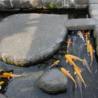 Ngôi làng cá koi dưới rãnh nước ở Nhật Bản