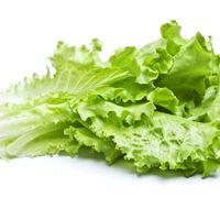 romaine-1524260270-1853-1524270800-2215.jpg