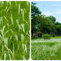 Thảm cỏ tranh đẹp ngẩn ngơ bên Hoàng thành Huế - 6
