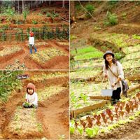 Rừng Thông Mơ Farm & Bistro