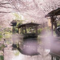 Khám phá lễ hội hoa anh đào Hanami tại Nhật Bản - 1