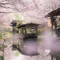 Khám phá lễ hội hoa anh đào Hanami tại Nhật Bản - 1