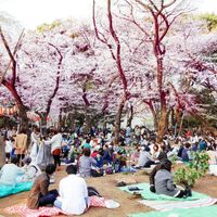 Khám phá lễ hội hoa anh đào Hanami tại Nhật Bản - 2