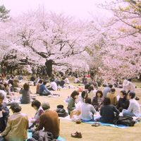 Khám phá lễ hội hoa anh đào Hanami tại Nhật Bản - 3