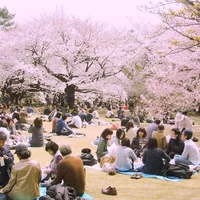 Khám phá lễ hội hoa anh đào Hanami tại Nhật Bản - 3