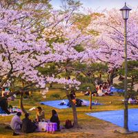 Khám phá lễ hội hoa anh đào Hanami tại Nhật Bản - 4