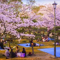 Khám phá lễ hội hoa anh đào Hanami tại Nhật Bản - 4