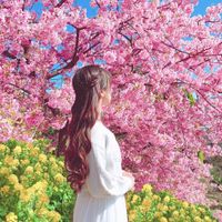 Khám phá lễ hội hoa anh đào Hanami tại Nhật Bản - 5