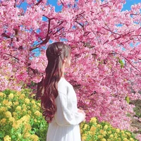 Khám phá lễ hội hoa anh đào Hanami tại Nhật Bản - 5