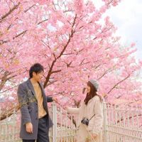 Khám phá lễ hội hoa anh đào Hanami tại Nhật Bản - 6